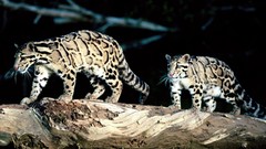 Animals Leopards feline clouded leopards