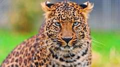 Animals Leopards golden blue eyes feline