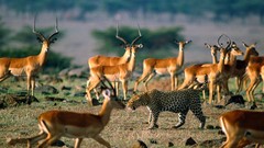 Animals Leopards Impala