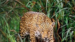 Animals Leopards jaguars