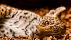 Animals Leopards jaguars