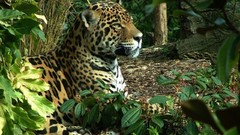 Animals Leopards Kenya