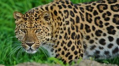 Animals Leopards Leopard 2