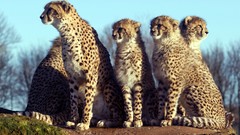 Animals Leopards lifestyle