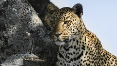 Animals Leopards Lions