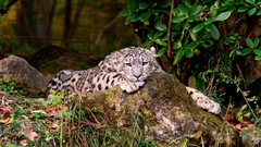 Animals Leopards Mammals snow leopards feline