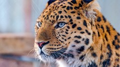 Animals Leopards natural complex magazine