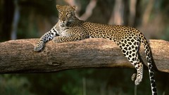 Animals Leopards nature