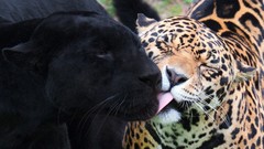 Animals Leopards panthers