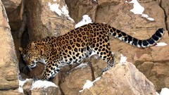 Animals Leopards rocks amur leopard