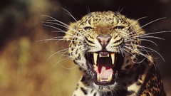 Animals Leopards snarl