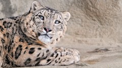 Animals Leopards snow leopards