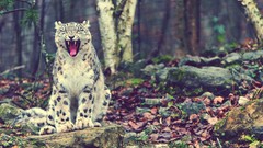 Animals Leopards snow leopards