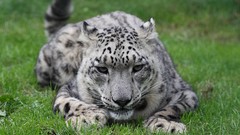 Animals Leopards snow leopards