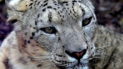 Animals Leopards snow leopards feline