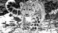 Animals Leopards snow leopards grayscale