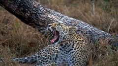 Animals Leopards South Africa baby animals