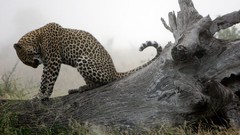 Animals Leopards South Africa tree trunk