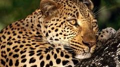 Animals Leopards South African