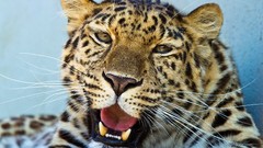 Animals Leopards whiskers