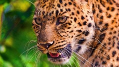 Animals Leopards whiskers