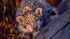 Animals Leopards wild animals baby animals
