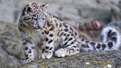 Animals Leopards wild animals snow leopards baby animals