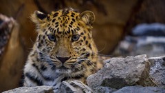 Animals Leopards wild cats