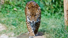 Animals Leopards wildlife
