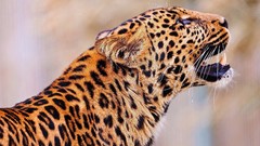 Animals Leopards wildlife