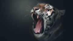 Animals Leopards wildlife