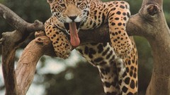 Animals Leopards wildlife