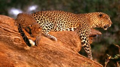 Animals Leopards wildlife