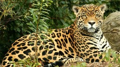 Animals Leopards wildlife