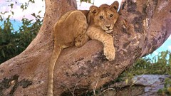 Animals Leopards wildlife