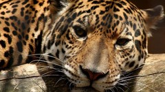 Animals Leopards wildlife