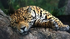 Animals Leopards wildlife