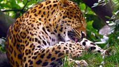 Animals Leopards wildlife