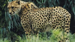 Animals Leopards wildlife