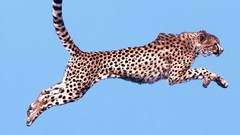 Animals Leopards wildlife