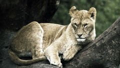 Animals Leopards wildlife