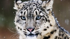 Animals Leopards wildlife