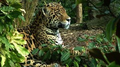 Animals Leopards wildlife