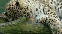 Animals Leopards wildlife