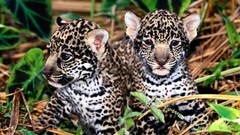Animals Leopards wildlife