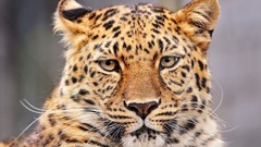 Animals Leopards wildlife amur leopard