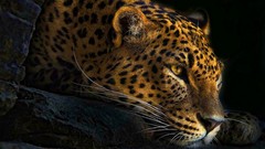 Animals Leopards wildlife Photo manipulation