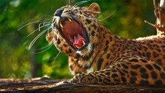 Animals Leopards yawns
