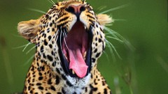 Animals Leopards yawns