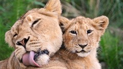 Animals licking